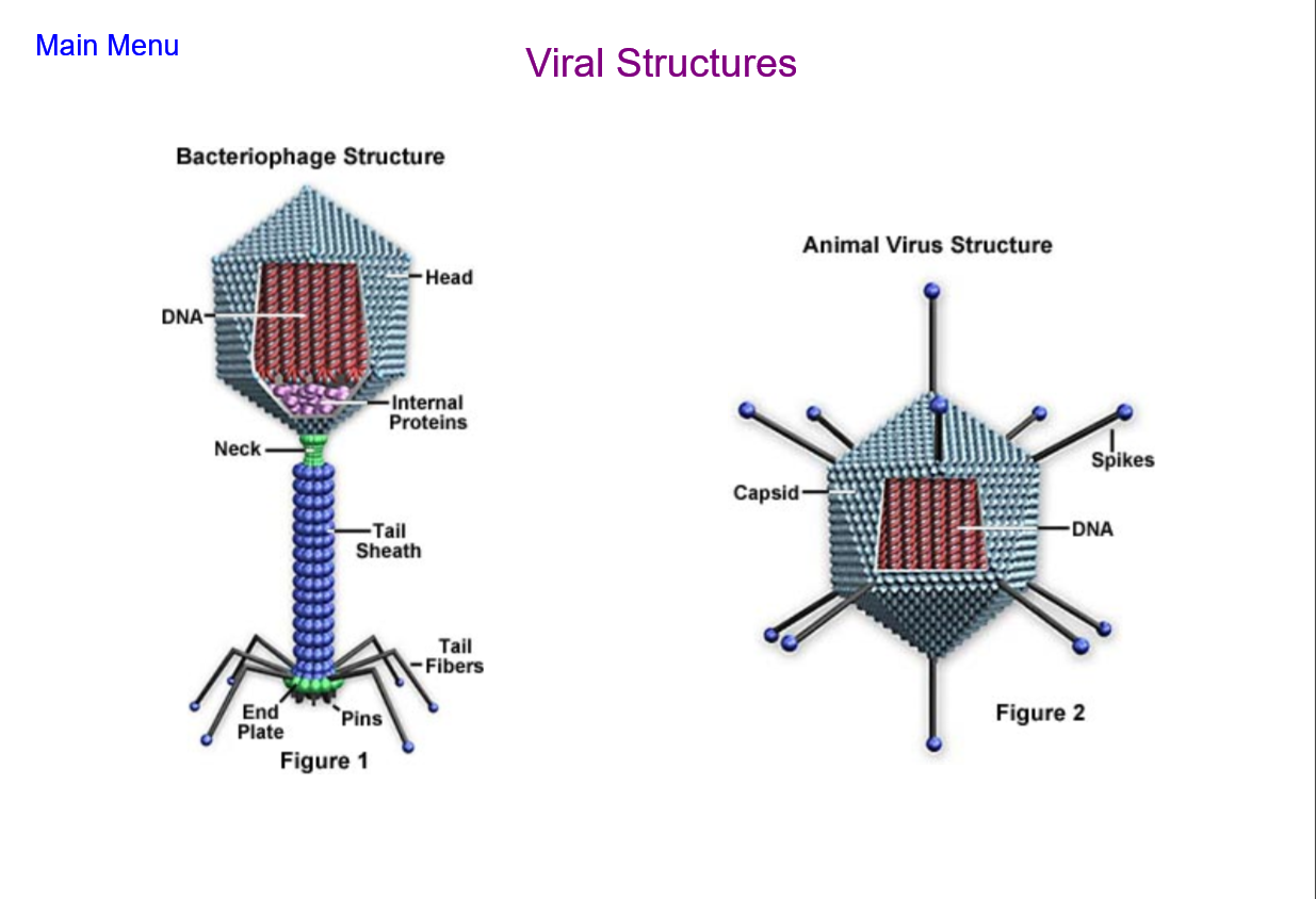 String Virus Interactive Cell and Virus Lesson